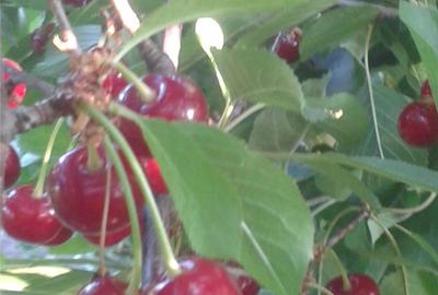 Teren de 31500 mp, în Perieni - 5