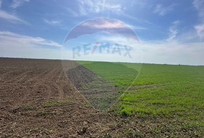 Teren Construcții intravilan de 138104 mp, în Dragomirești-Vale - 7