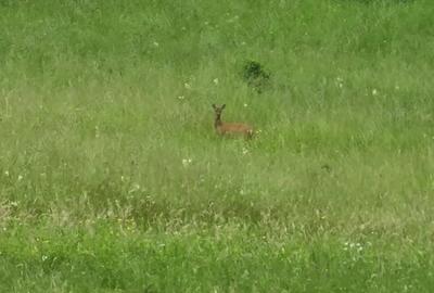 Vand Casa la tara cu 5 Ha de teren in jud Hunedoara - 5