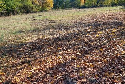 Vând teren 4200mp, int și ext în Romani  de jos - 6