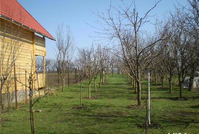 Teren de 1000 mp, în Central - 4