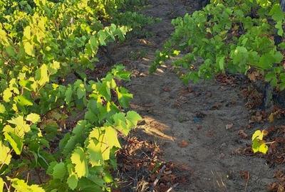 Galati, 1 ha vita de vie si casa 3 cam, pretabil amenajare turism viticol - 17