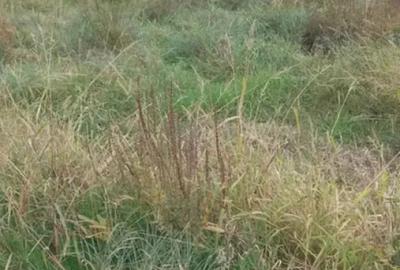 Teren de 507 mp, în Cisnădioara - 3