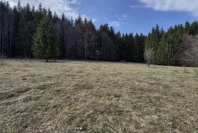 Teren intravilan la baza pădurii Valea Doftanei sat Traisteni (poduri) - 13