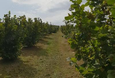 Teren de 27000 mp, în Orașu Nou - 6