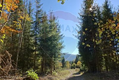 Teren agricol extravilan de 40000 mp, în Suseni - 1