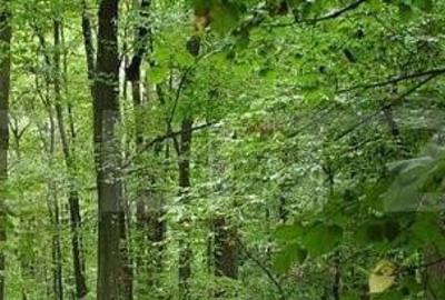 Teren de 346 mp, în Central