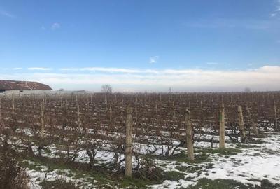 Teren de 4019 mp, în Exterior Vest - 2