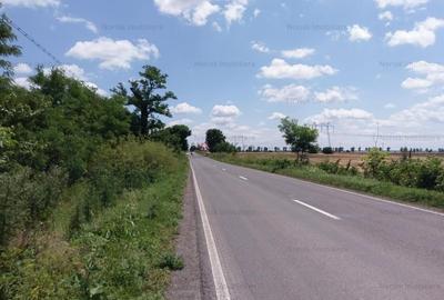 Teren agricol extravilan de 10000 mp, în Frumușani - 8