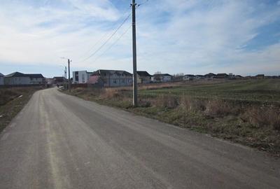 Domnesti-Narciselor - 6