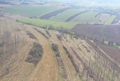 Teren agricol de 5500 mp, în Ciugud - 1