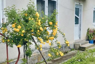 Casă cu 6 camere în Picu - 1