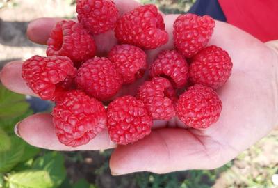 Teren de 60000 mp, în Albina - 5