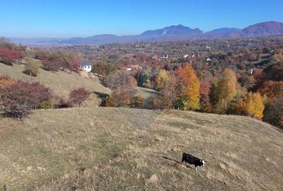 Teren 2,500mp Bran / Strada Bradul Inalt - 5