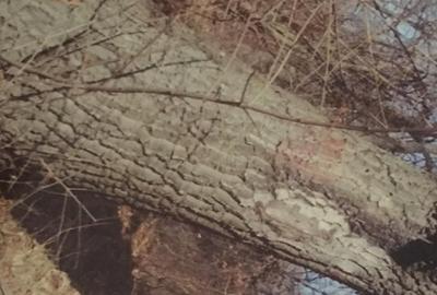 Teren Construcții extravilan de 10000 mp, în Corcova - 4