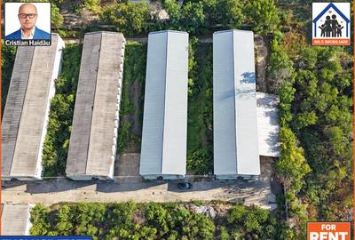 Hale de inchiriat in 1 Decembrie Ilfov | NILS Imobiliare - 1