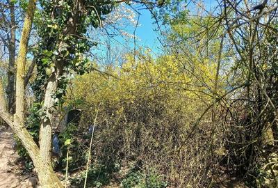 Casă cu Teren 2000 Mp în Cerchezu - 1