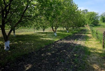 Teren Construcții intravilan de 4516 mp, în Doina - 24