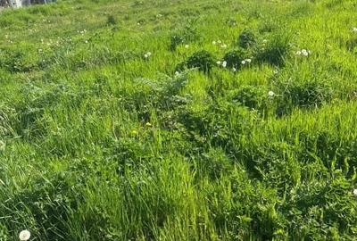 Teren Construcții intravilan de 1400 mp, în Preajba - 7