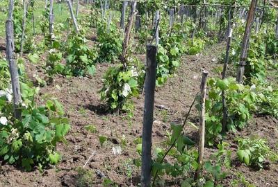 Casă cu 2 camere în Central - 8