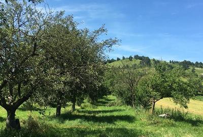 Casă în Tinăud - 2