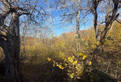 Teren langa pădure 6400mp+casa demolabila-deschidere 35 ml - 6