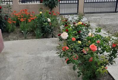 Vand casa cu dependin?e ?i loc de 850mp - 4