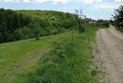 Teren de 1370 mp, în Băbana - 3