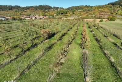 Spațiu comercial, în Aușeu - 8