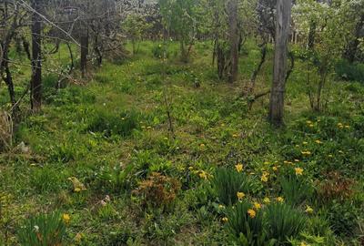 Vand casa batraneasca - 5