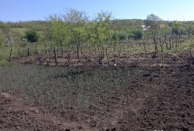 Teren de 2500 mp, în Trestiana - 3