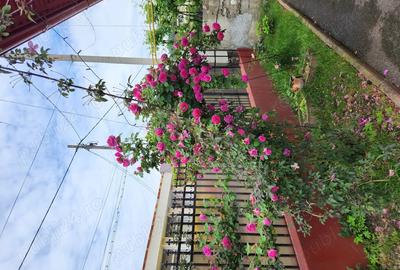 Casa de vanzare langa Seminarul Teologic - 2