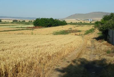 Teren de 6000 mp, în Mihail Kogălniceanu - 1