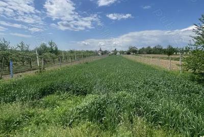 Teren de 1600 mp, în Dragomirești - 4
