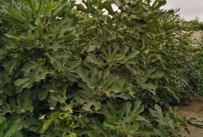 Casă cu 4 camere în Grivița - 4