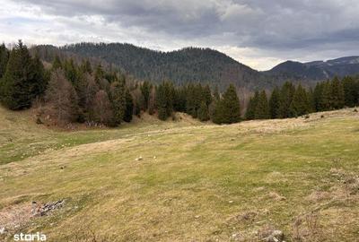 Teren de 52519 mp, în Dâmbovicioara - 1