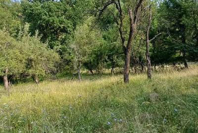 Teren de 3600 mp, în Bela - 3