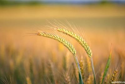 Teren de 260000 mp, în Șagu