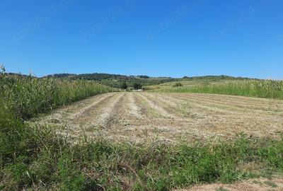 Teren de 2500 mp, în Berzasca - 14