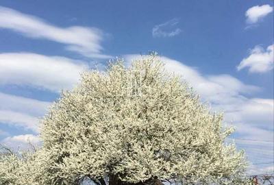 Casa cu vedere la cetate, Sighisoara, Mures - 7