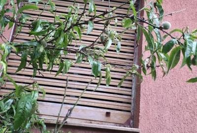 Casa 75 mp +teren 1.246 mp str.Faurilor, nr.63 ARAD - 22