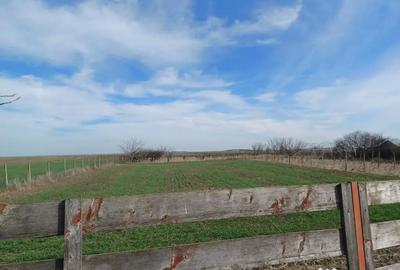 Teren de 5000 mp, în Rubla - 4