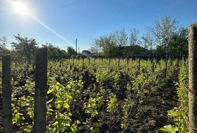 Casă cu Teren 1167 Mp în Băneasa - 2