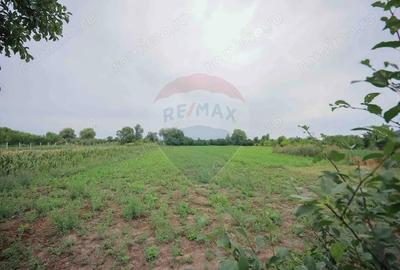 De vanzare casa cu 3 camere ?i teren 3205 mp in Sannicolau Roman - 6