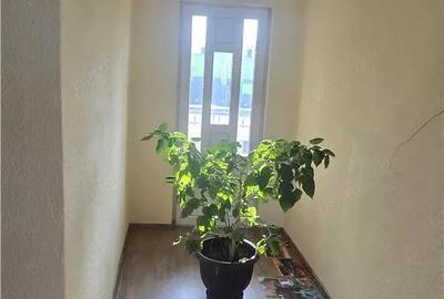 Casă cu Teren 954 Mp în Calea Moldovei - 4