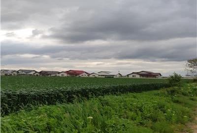 Teren in Ciolpani cu pozitie si pret bun, pretabil pentru constructie sau invest - 1