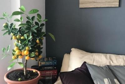 Apartament 3 camere Lux-spatios 110mp-langa metrou Piata Victoriei - 3