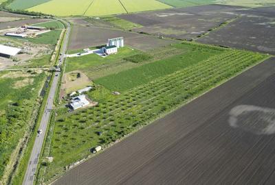 Livada de nuci ?i pruni 2.4ha in Varia?u Mare Livada de nuci ?i pruni 2.4ha in Varia?u Mare - 16