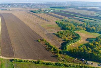 Teren 5,000mp Vorovesti / None - 1