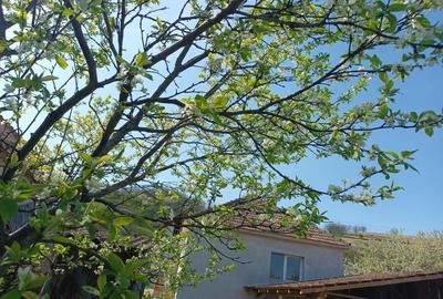 Casă cu 2 camere cu Teren 800 Mp în Vințu de Jos - 5